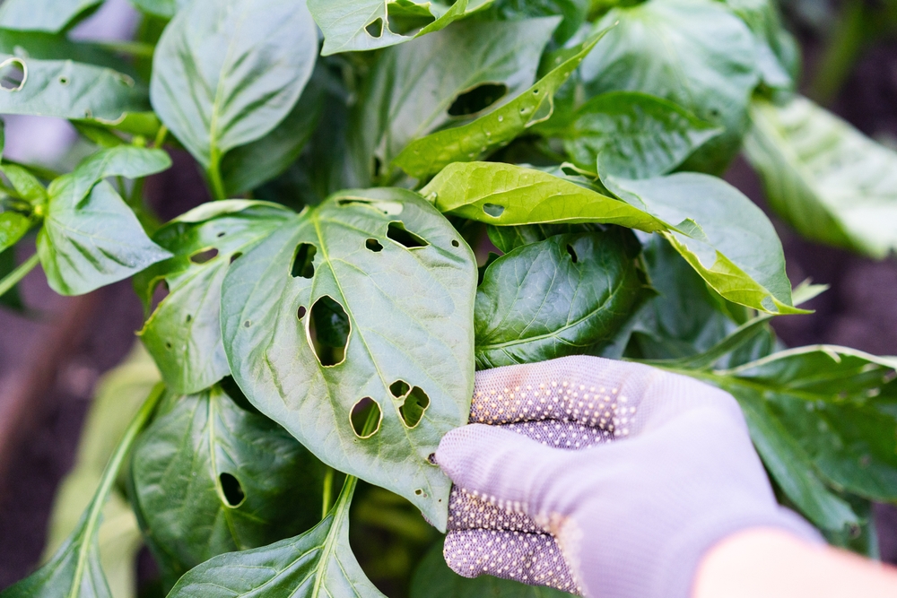 Garden Insects – The Good, The Bad, & The Eeww!