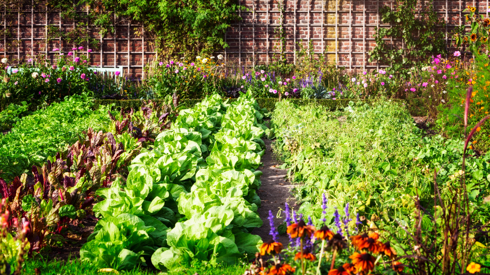 Flowers & Vegetables to Plant In Spring