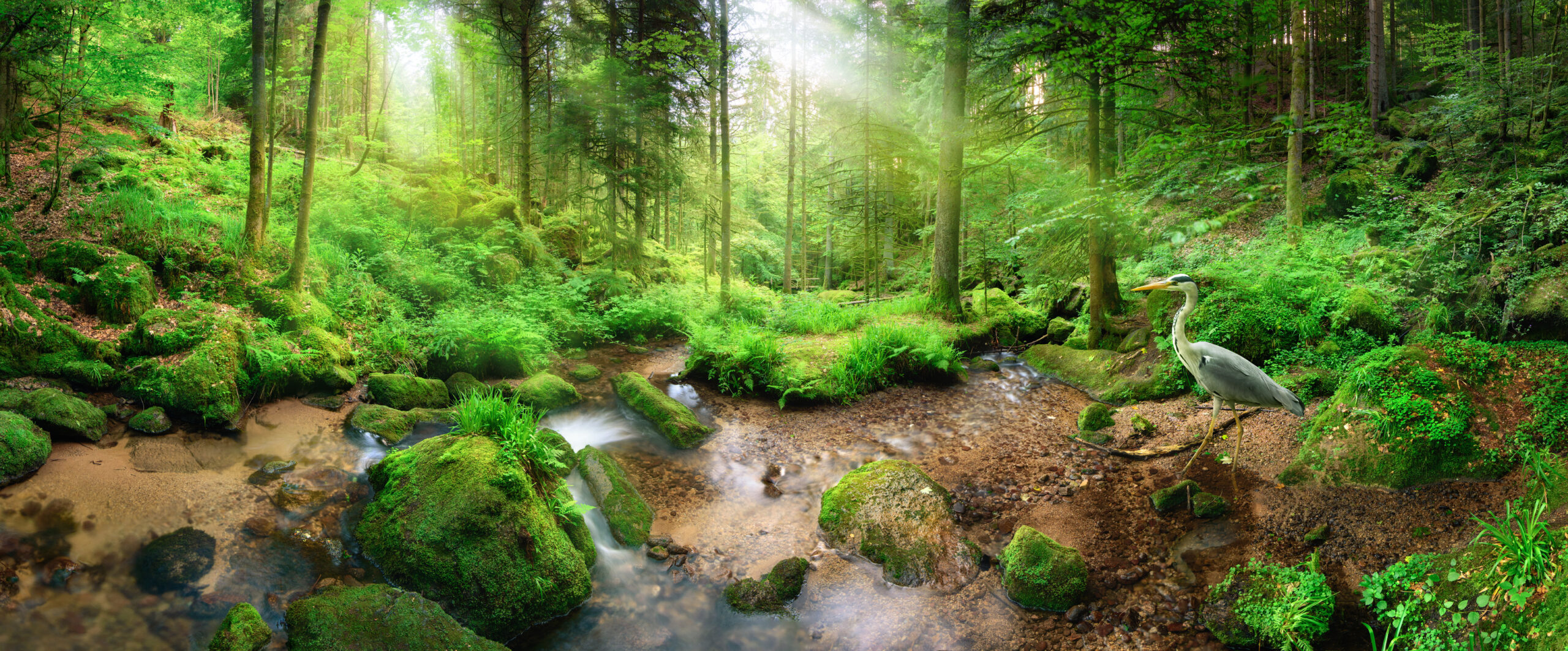 Protect Flora and Fauna: Take Action to Help Our Planet’s Future!