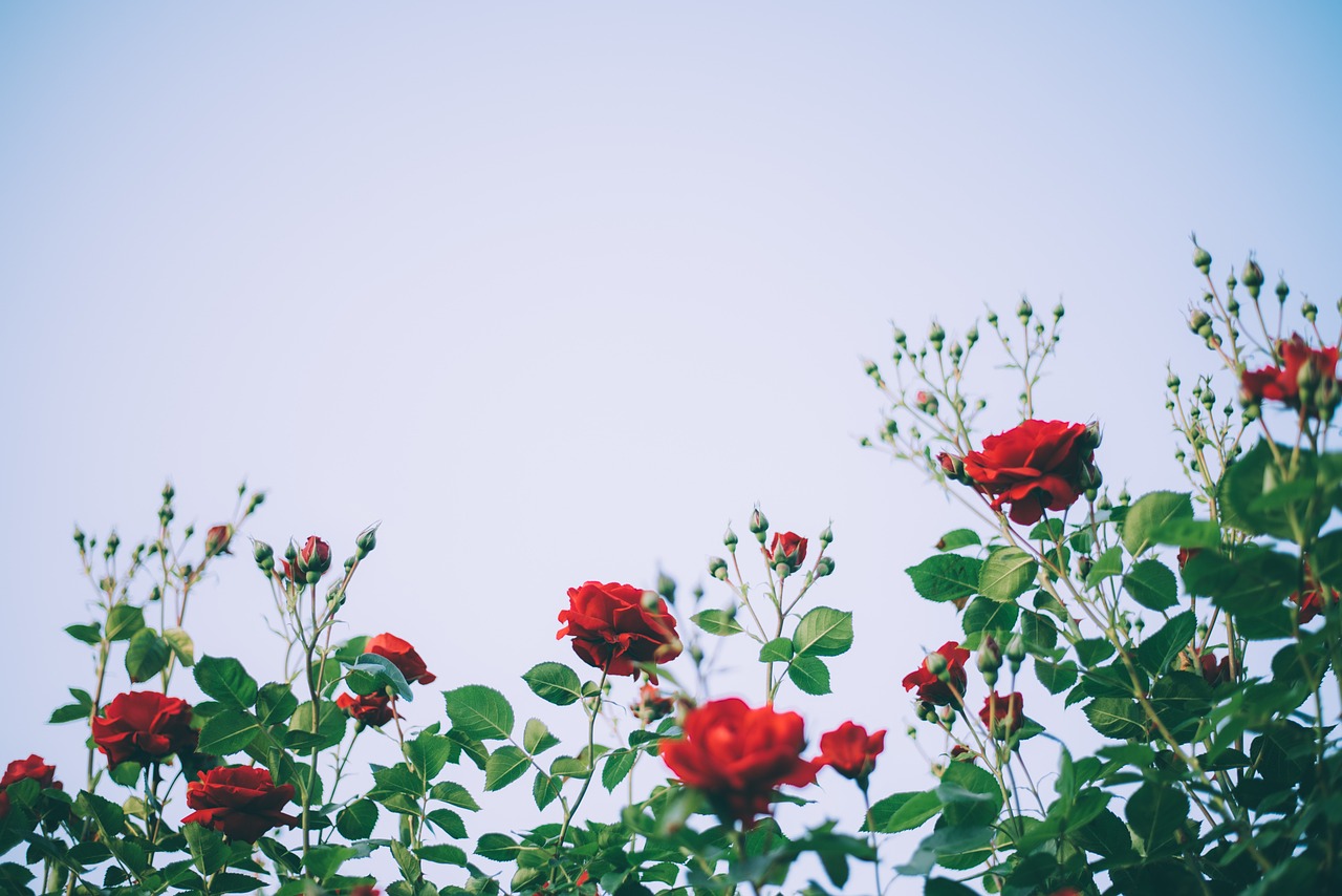 Roses: The Blooming Attraction for Bees, Butterflies & Birds