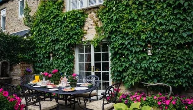 ivy plants