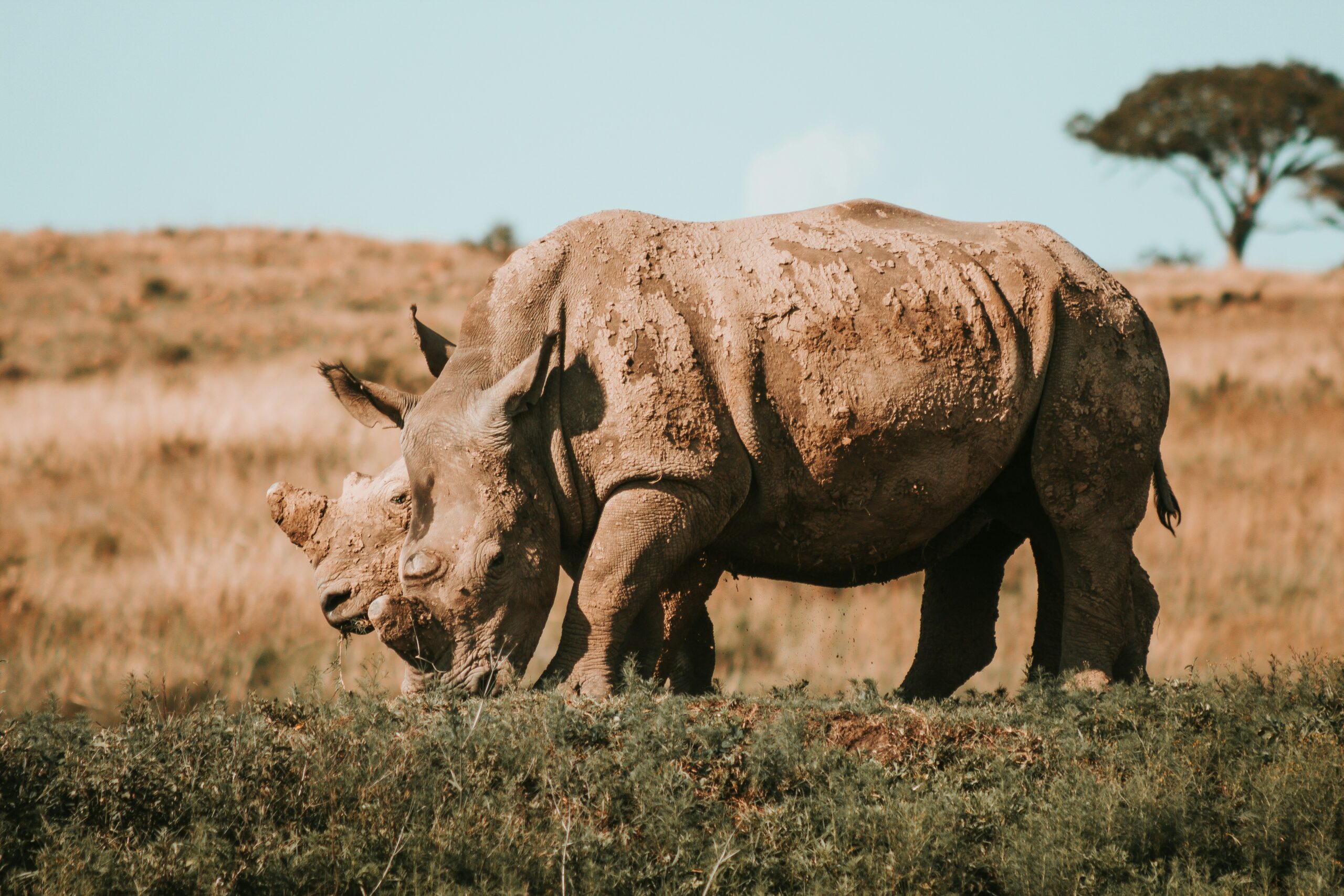 Rhinoceros on a savannah