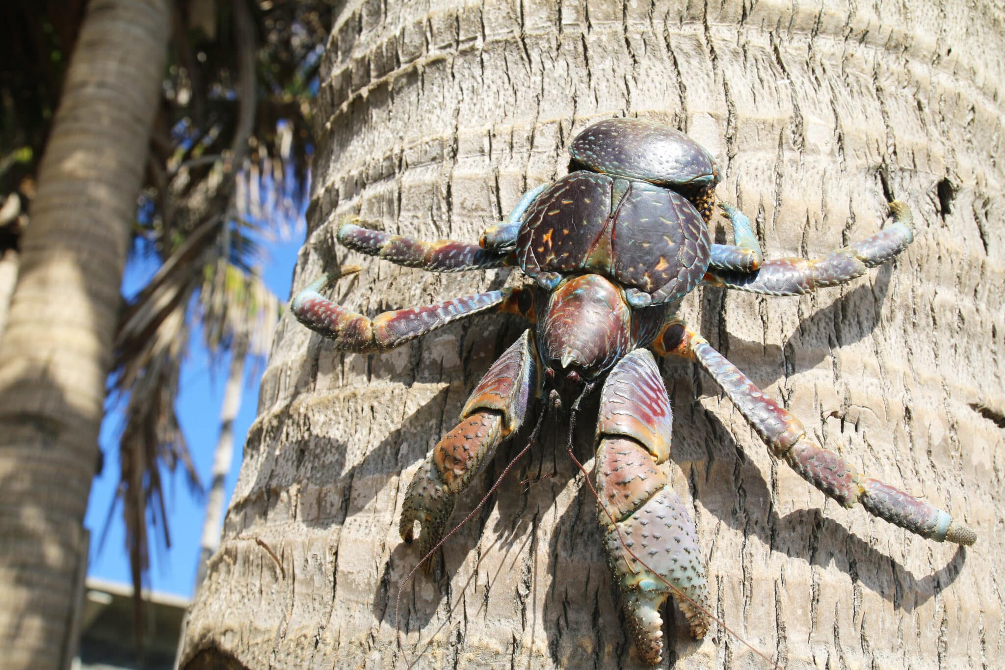 coconut tree crab