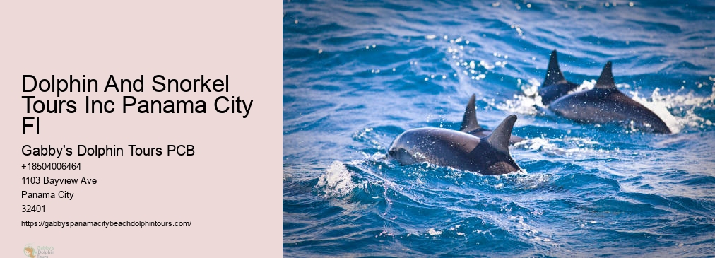 Panama City Beach Dolphin Tours & More Panama City Fl