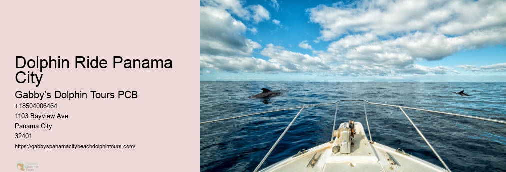 Swim With Dolphins Panama City Fl