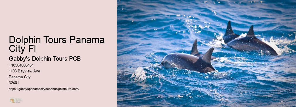 Swim With Dolphins Florida Panama City