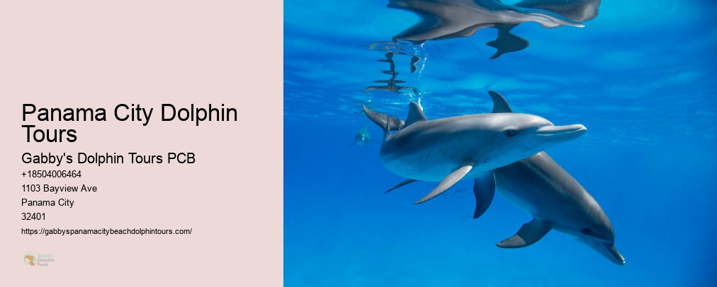 Panama City Beach Dolphin Tours & More Panama City Fl