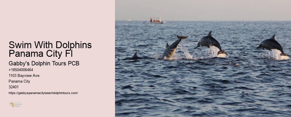 Swim With Dolphins Panama City