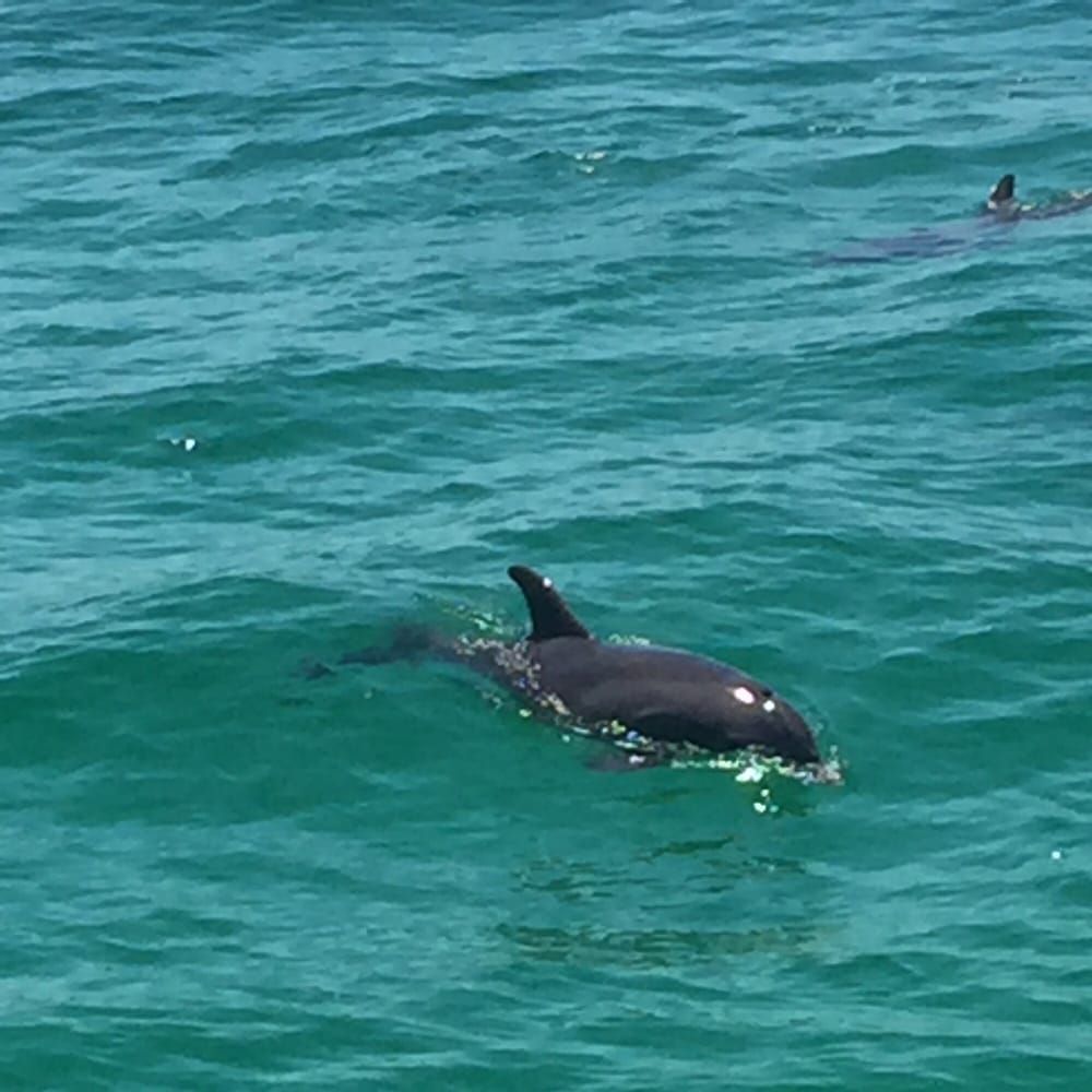 Private Dolphin And Snorkeling Tours Youtube