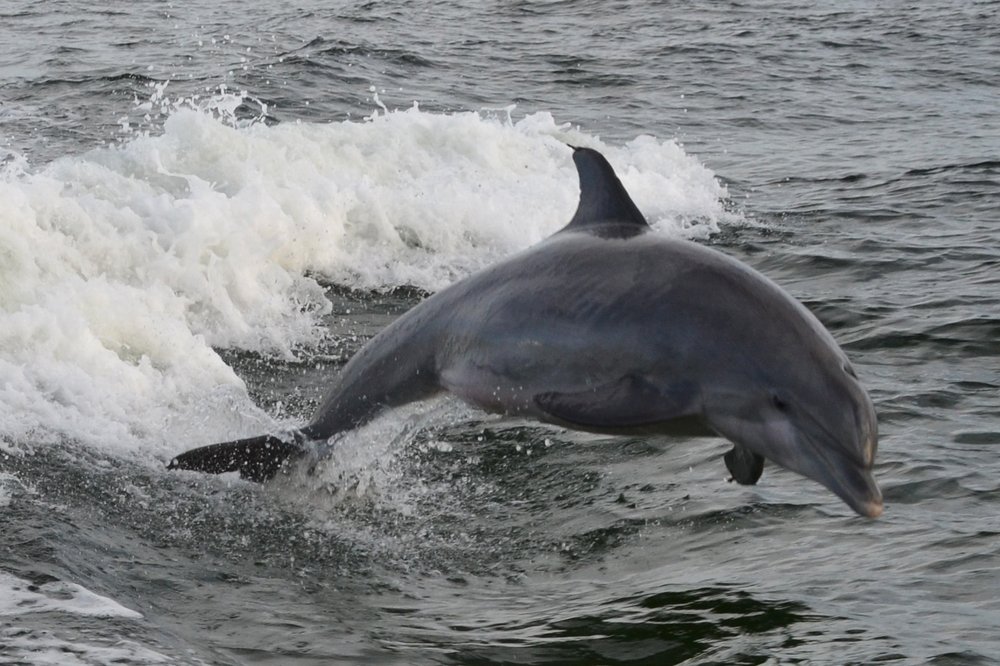 Private Dolphin And Snorkeling Tours Amelia Island