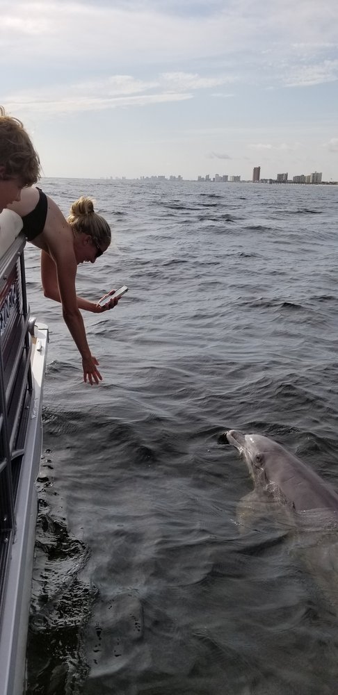 Do dolphins have periods