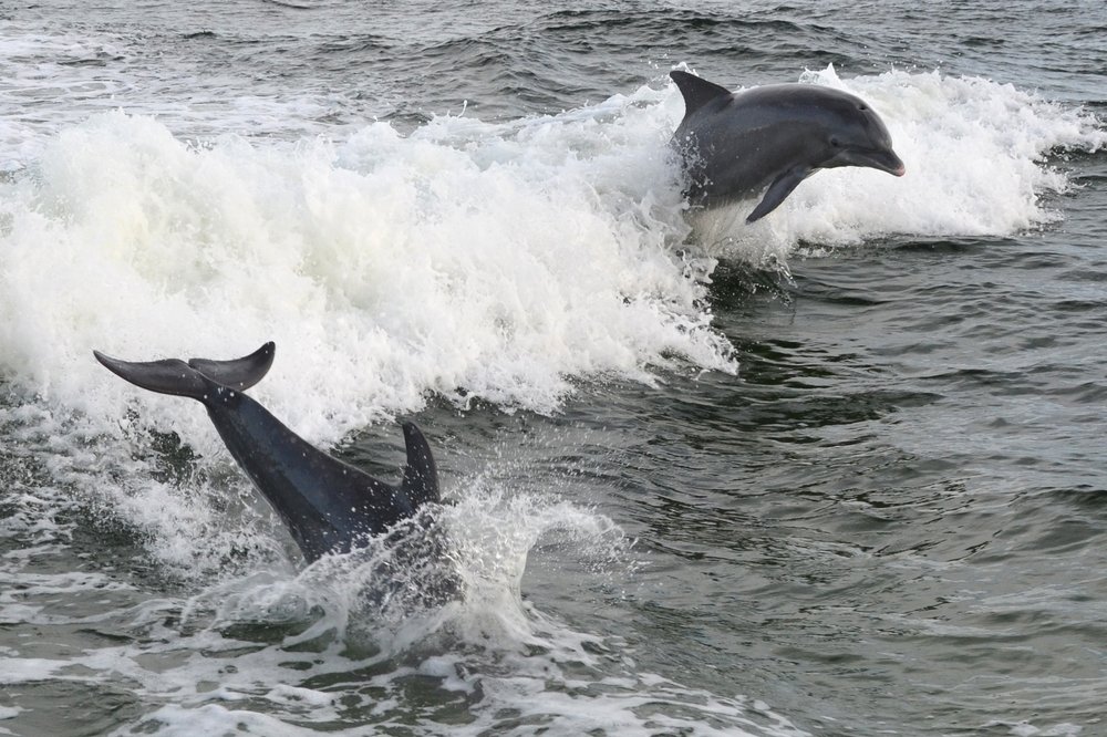 Private Dolphin And Snorkeling Tours Caye Caulker