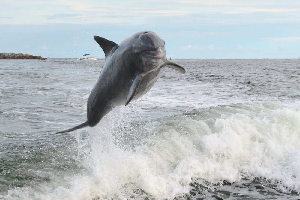 Private Dolphin Tours Hilton Head Island