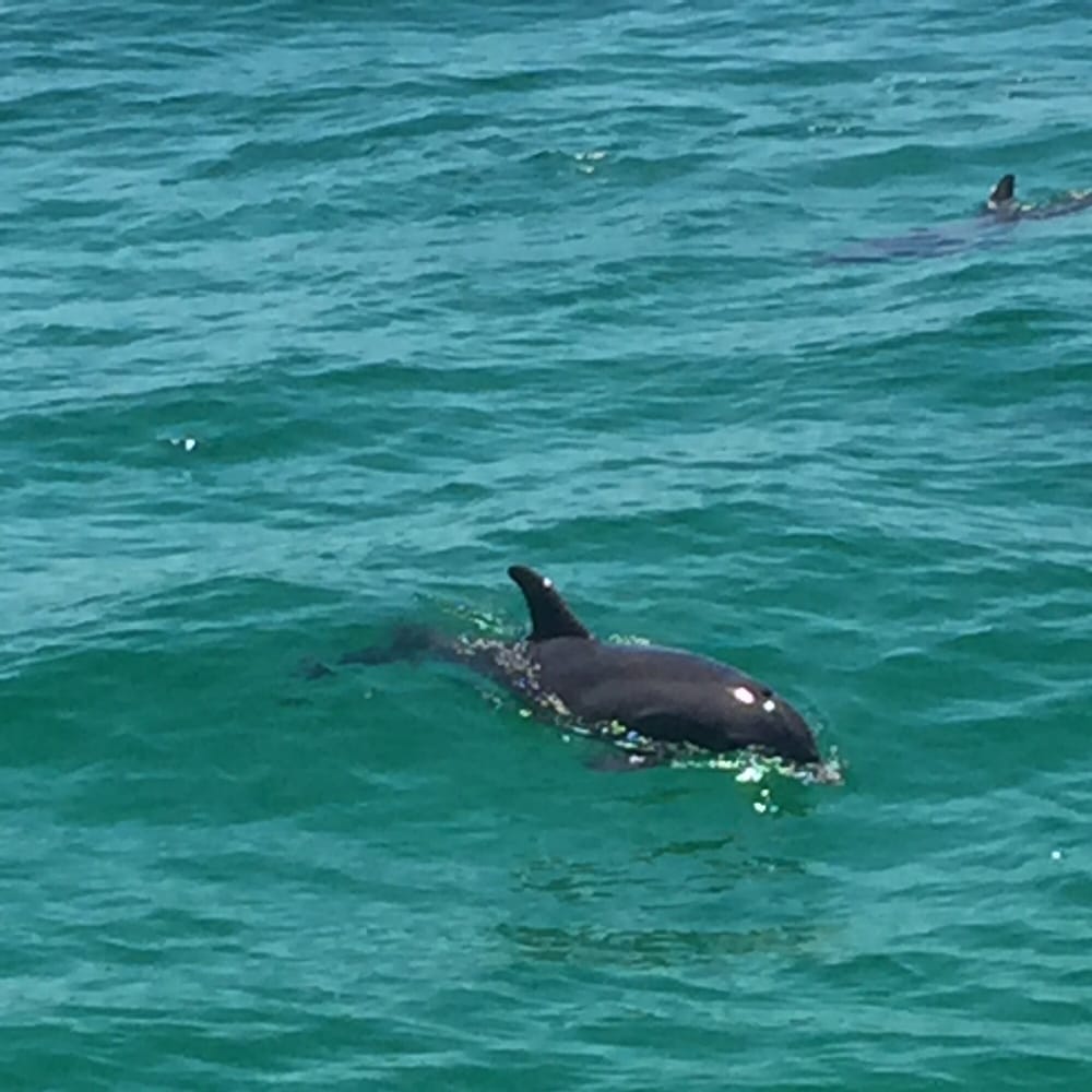 Dolphin Tour And Snorkeling