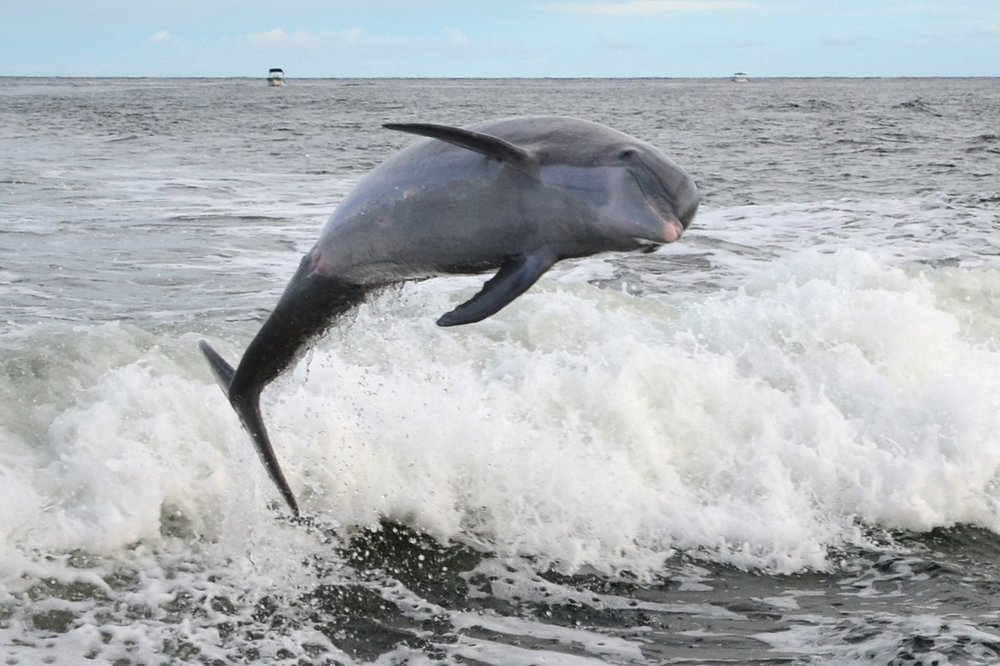 How long is Florida Aquarium dolphin cruise