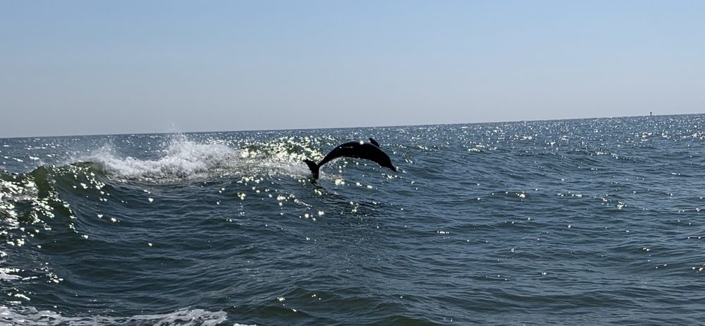 Private Dolphin And Snorkeling Tours East Coast