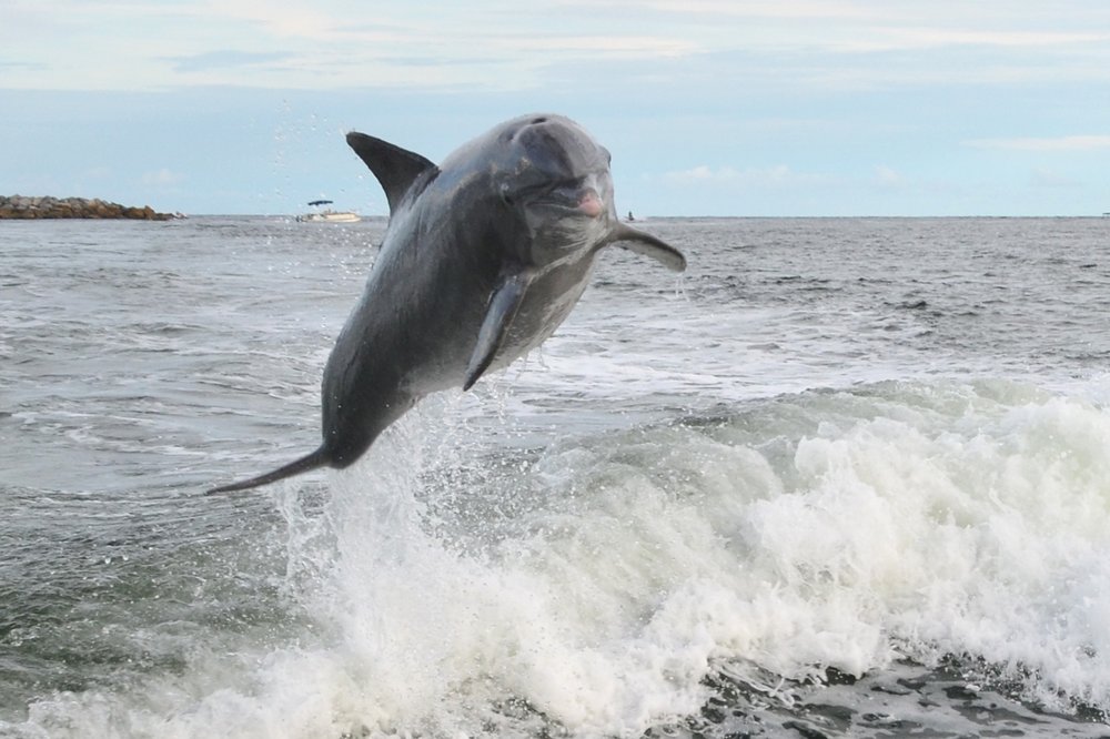 Private Dolphin And Snorkeling Tours Yelp