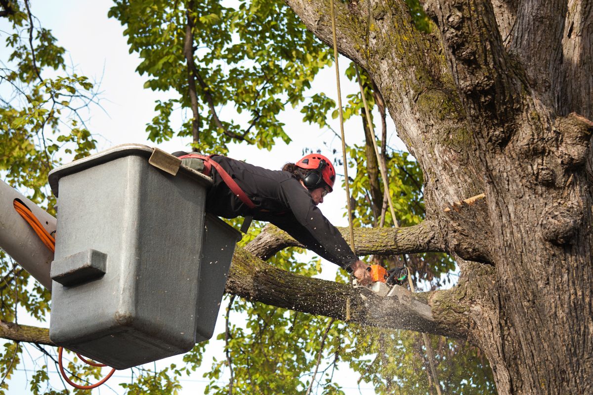  Georgetown Emergency Tree Service         