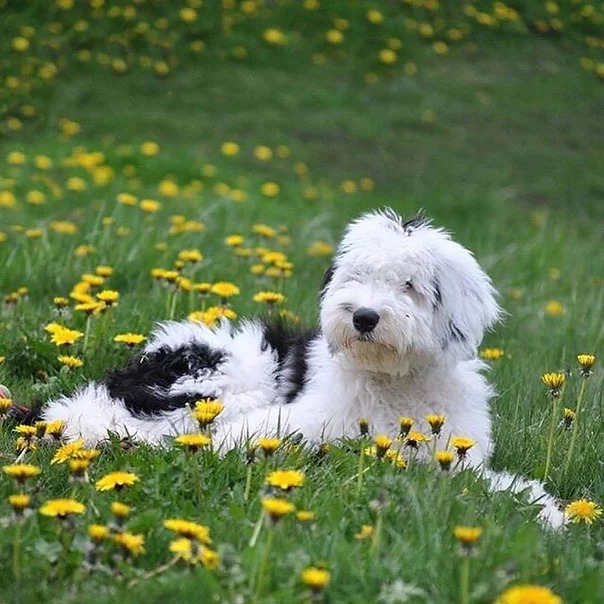 sheepadoodle puppies for sale diamond springs