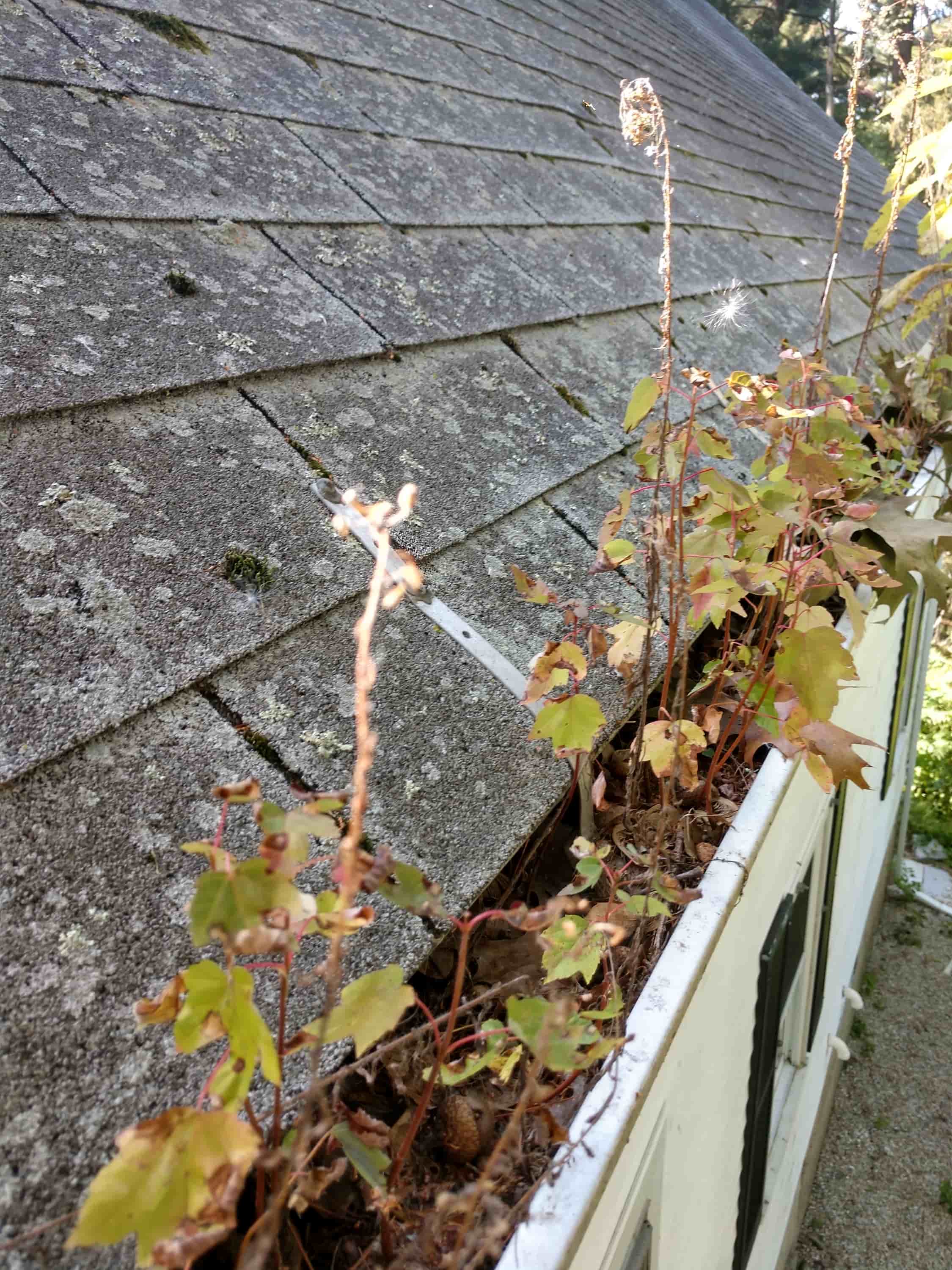 gutter cleaning and guards