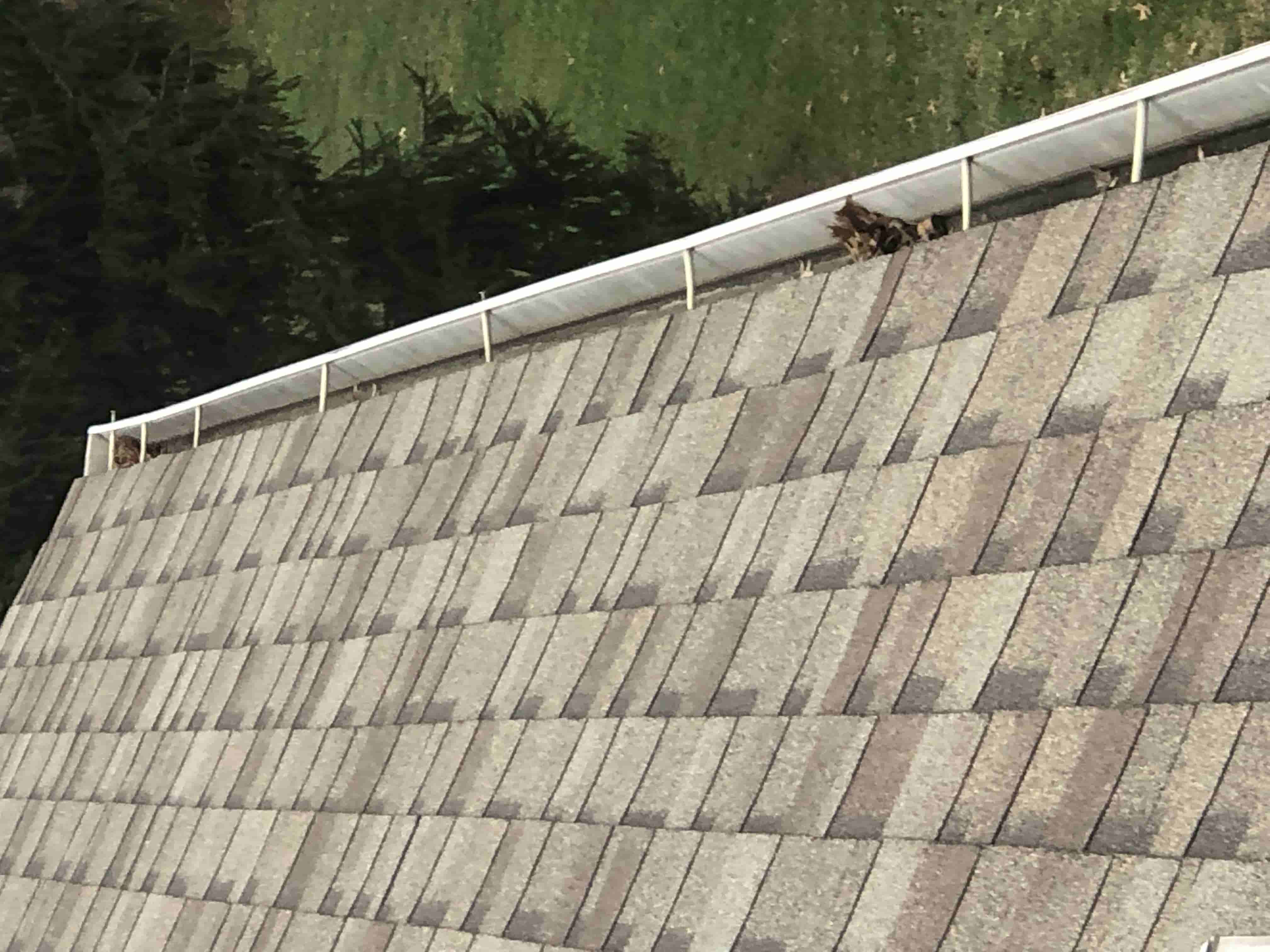 need a gutter cleaning service