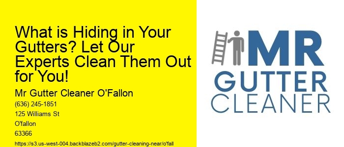 What is Hiding in Your Gutters? Let Our Experts Clean Them Out for You!
