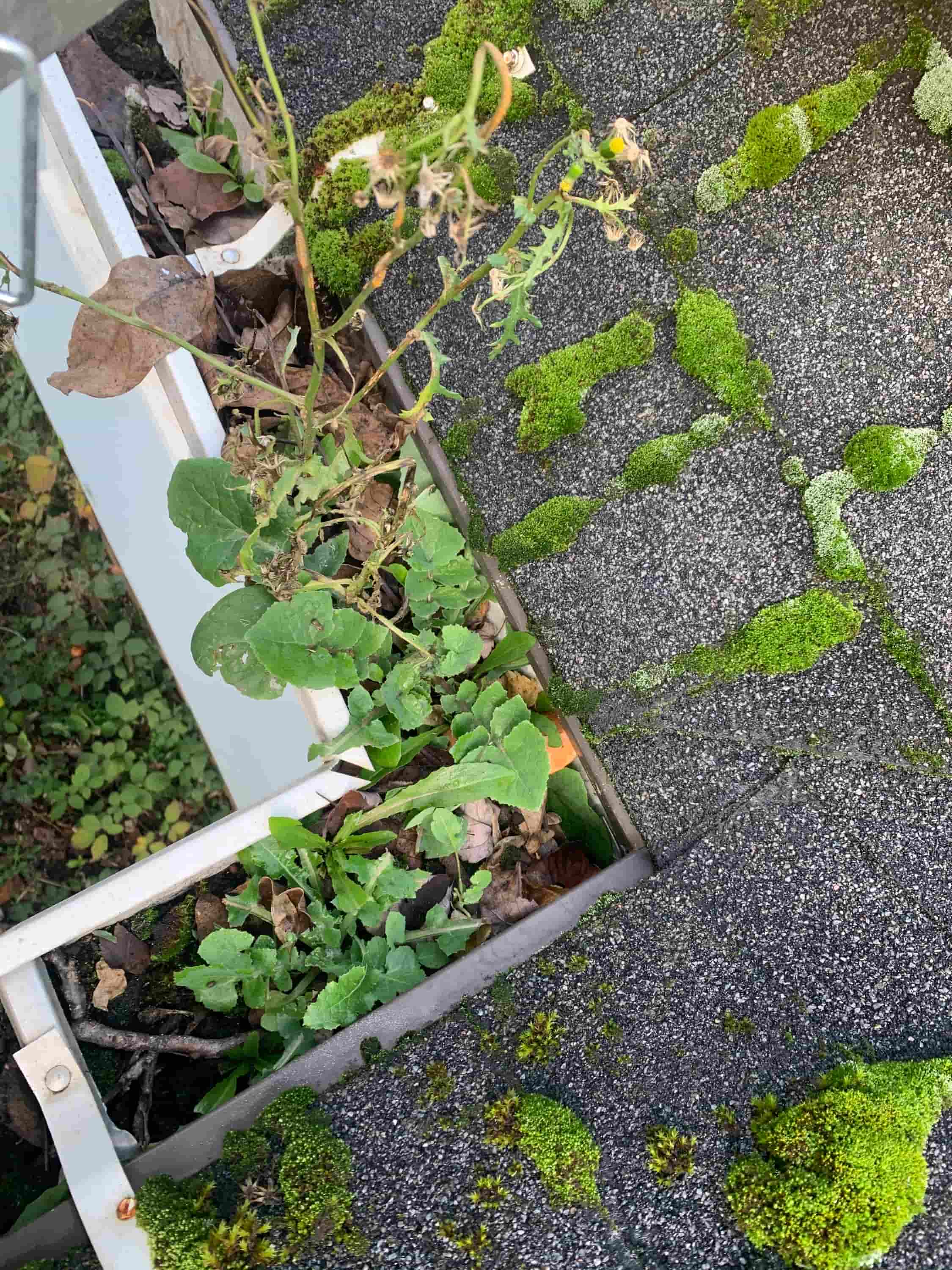 gutter guys