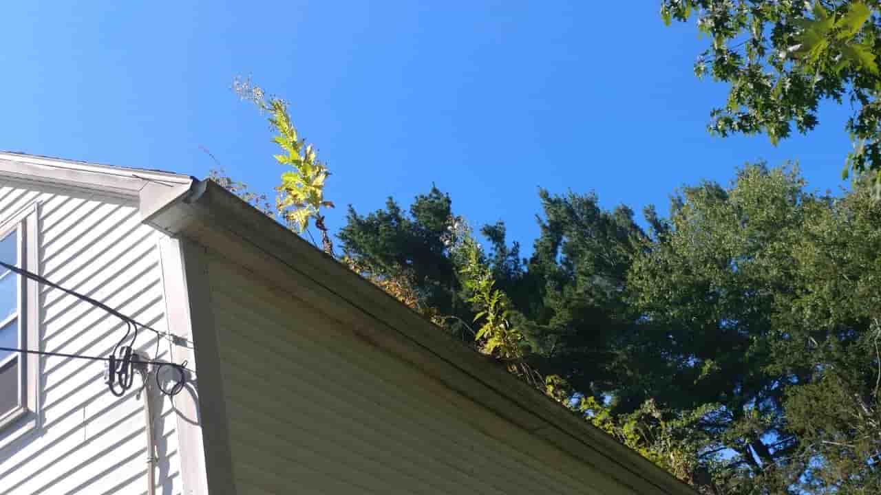 blower to clean gutters