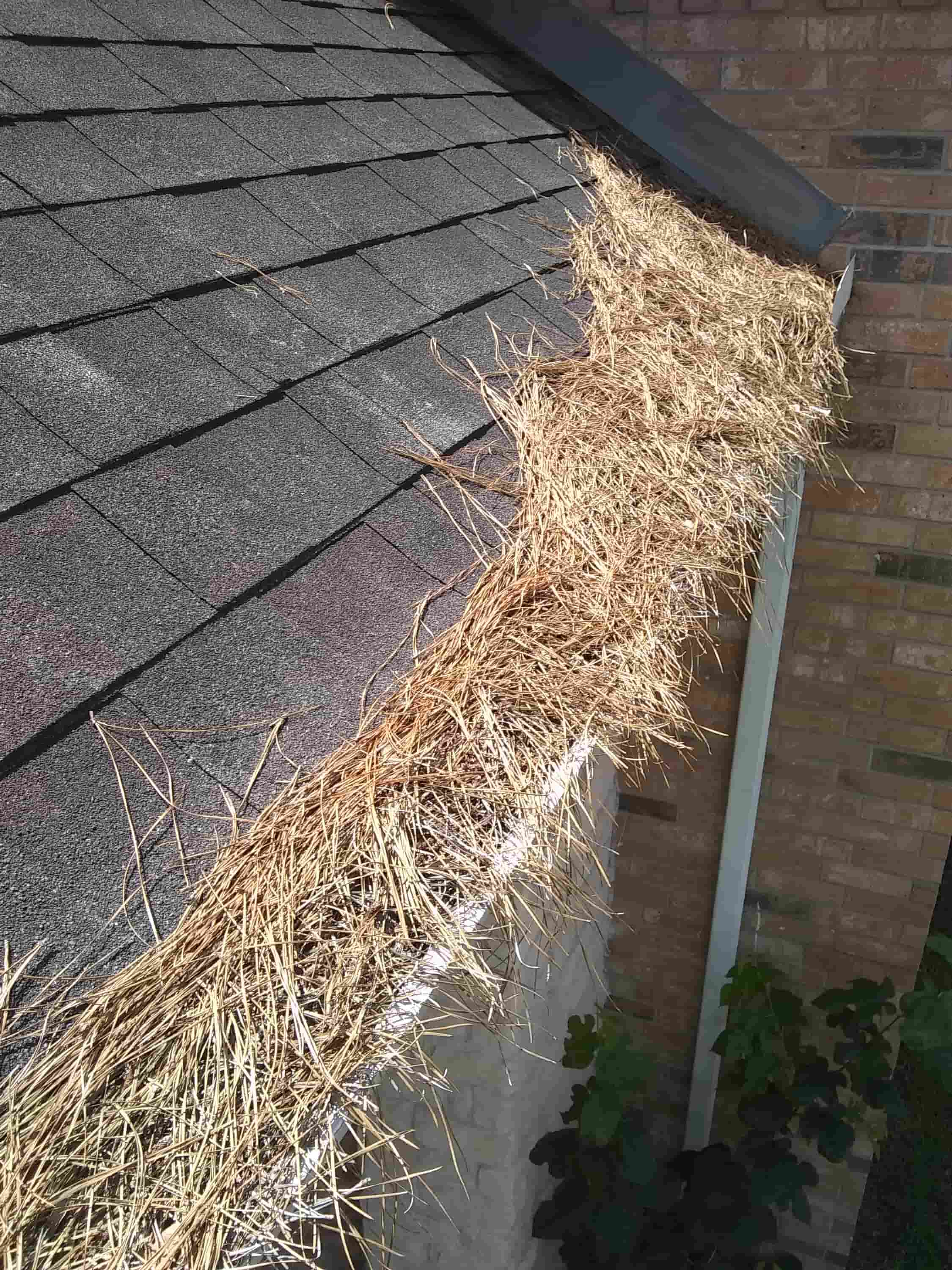 when should you clean your gutters