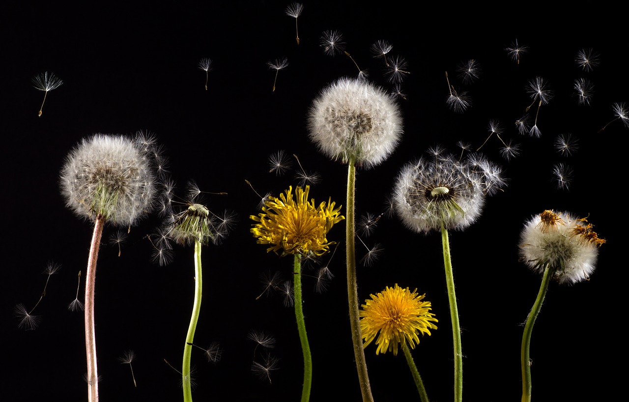 How to Dominate Seasonal Allergies