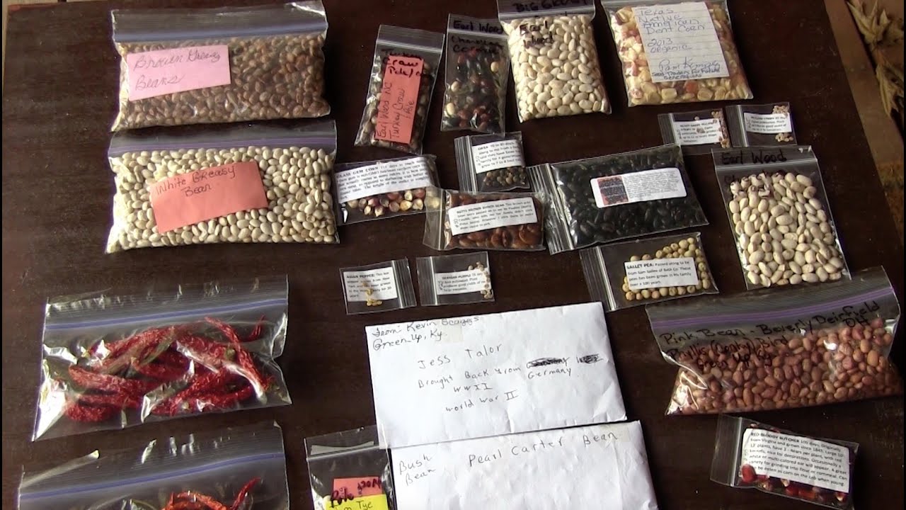 how to clean heirloom seeds