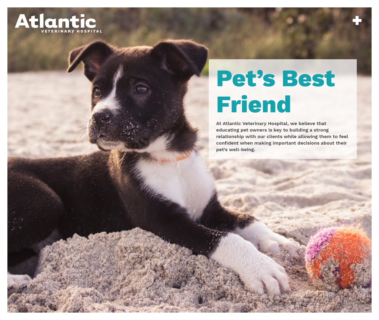 Atlantic Veterinary Hospital — Website