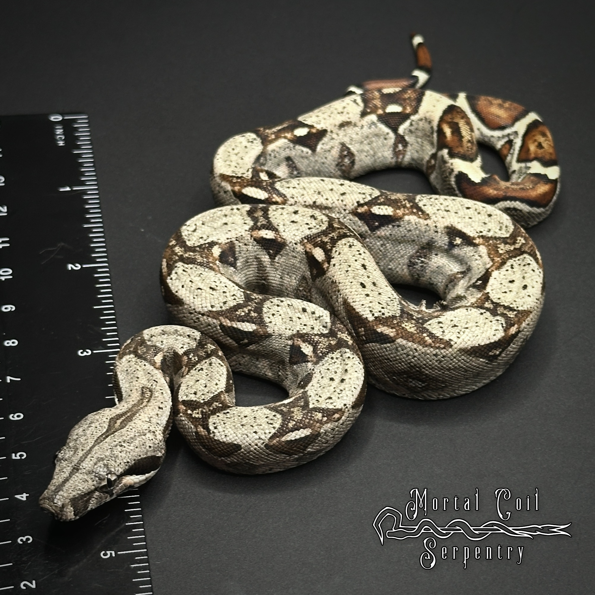 animal image