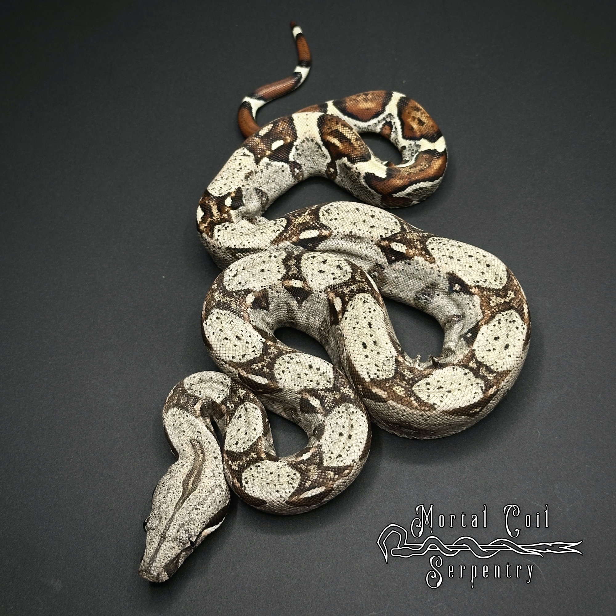 animal image