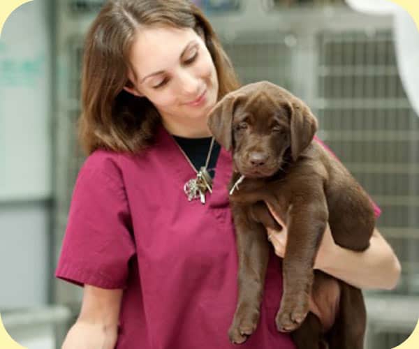 A woman in scrubs holding a brown labrador puppy.