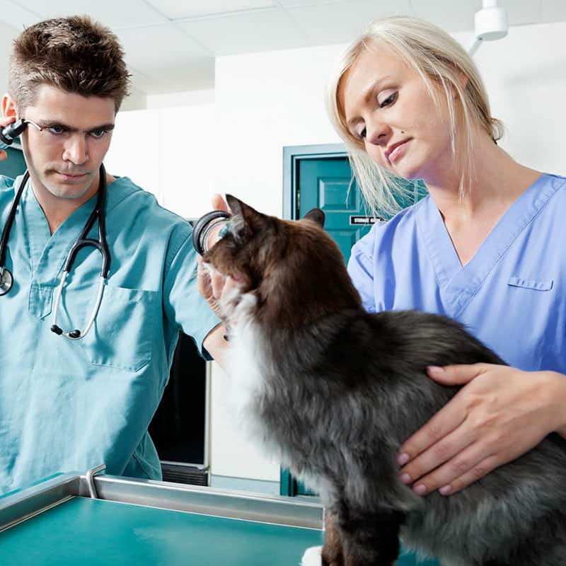 Veterinary Assistant