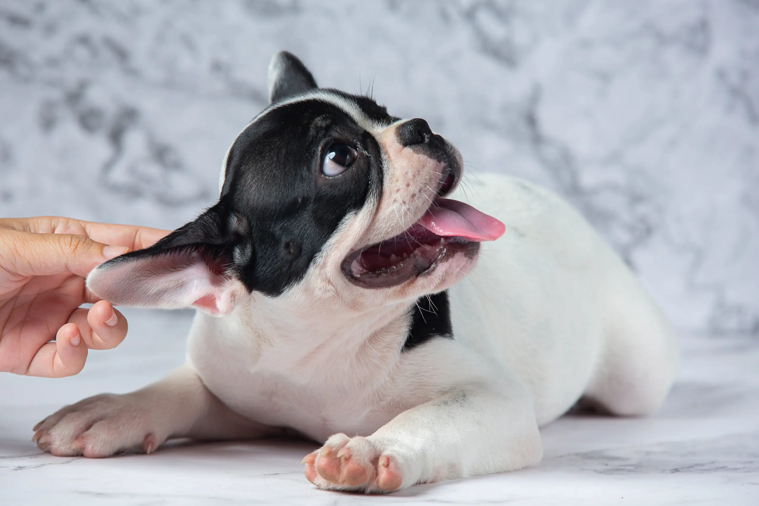 Excessive Dog Licking: Causes And Treatments