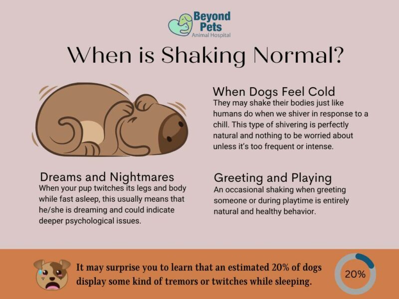 Why is My Dog Shaking: Causes and Solutions