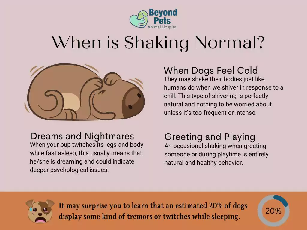 Why is My Dog Shaking? 3 why is my dog shaking