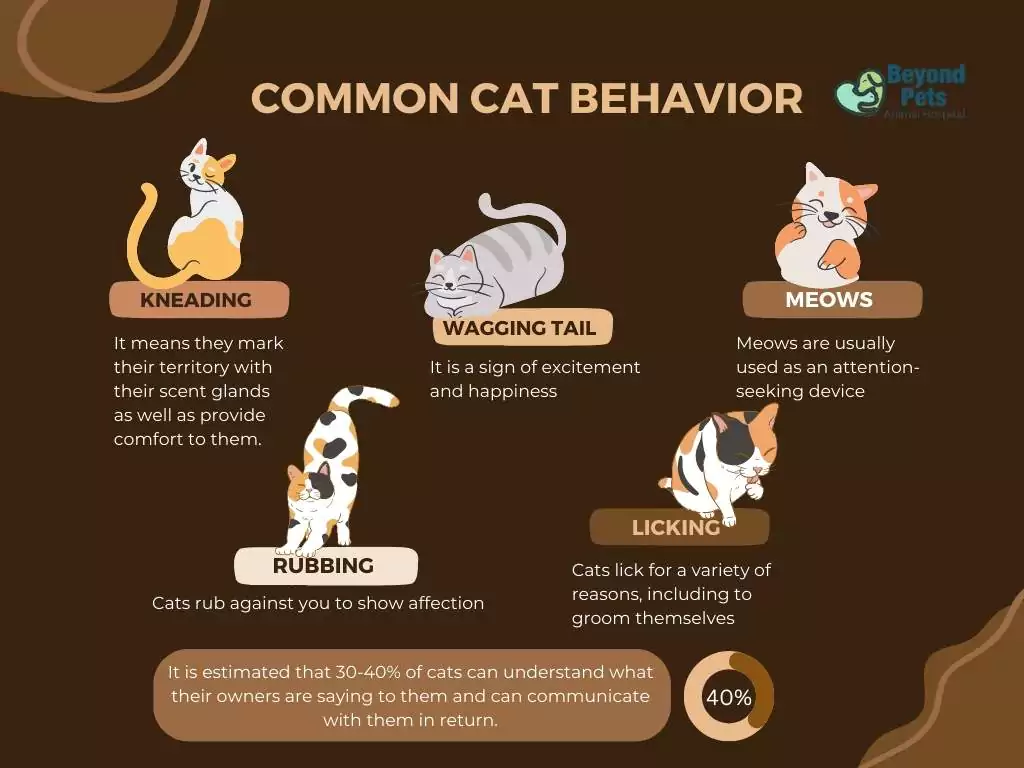 11 Strange Cat Behaviors Finally Explained 1 common cat behavior