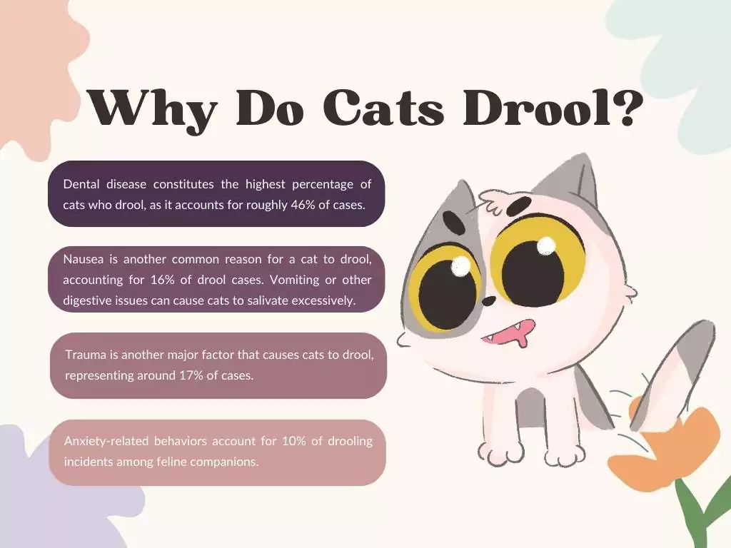 Why Do Cats Drool? 1 why do cats drool?