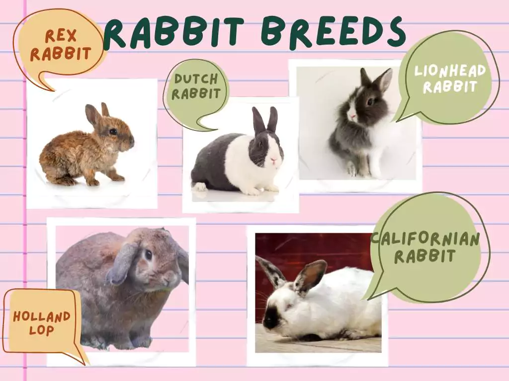Why a Pet Rabbit is a Great Family Pet 1 Different Kinds of Pet Rabbits