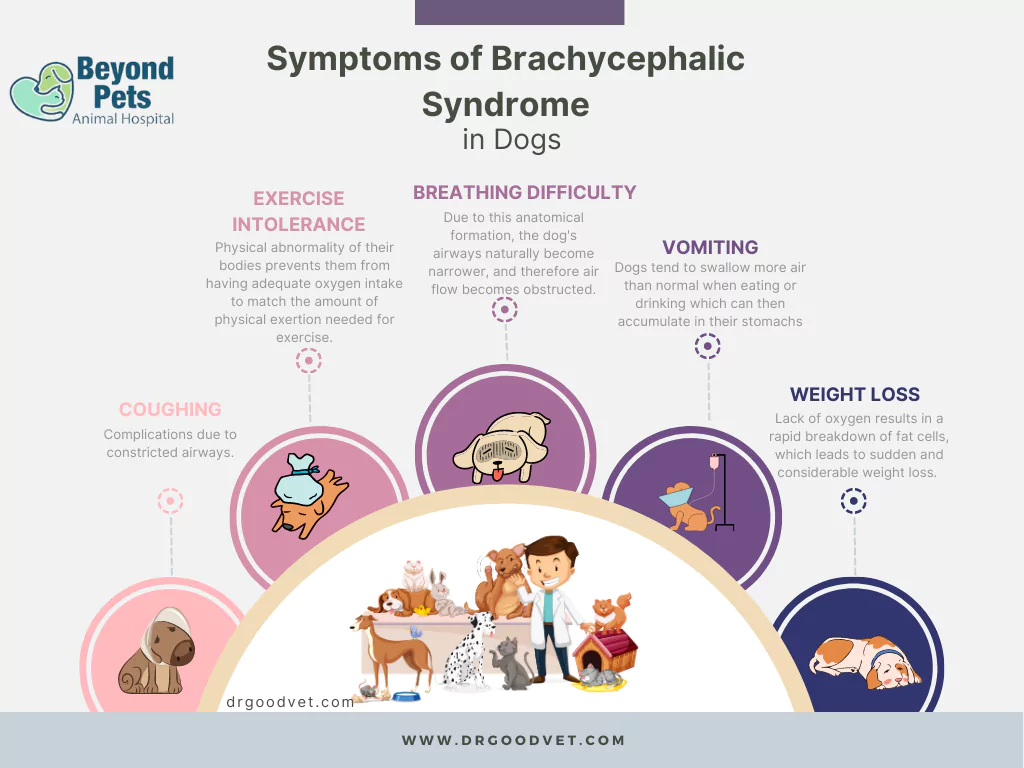 symptoms of brachycephalic in dogs