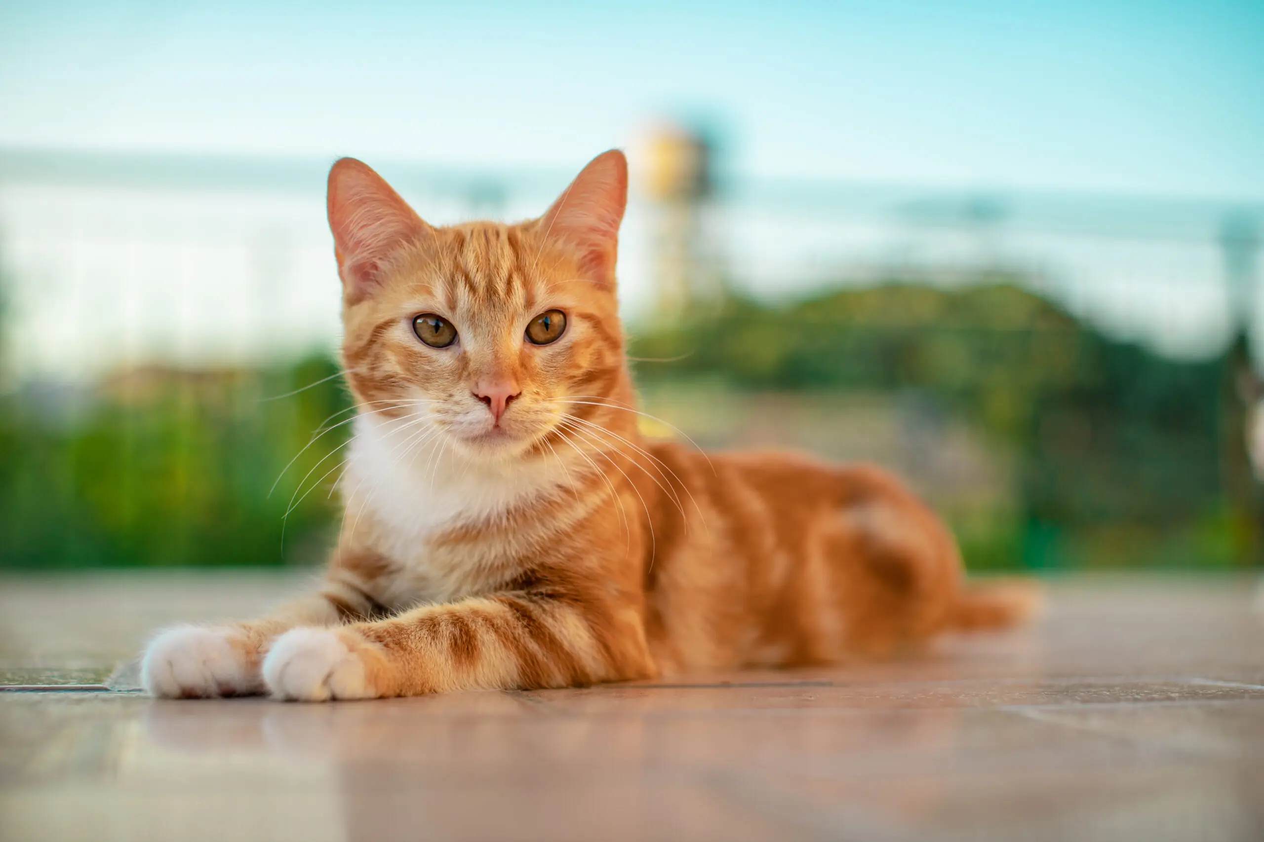 Conjunctivitis In Cats: Causes, Symptoms And Treatment Options