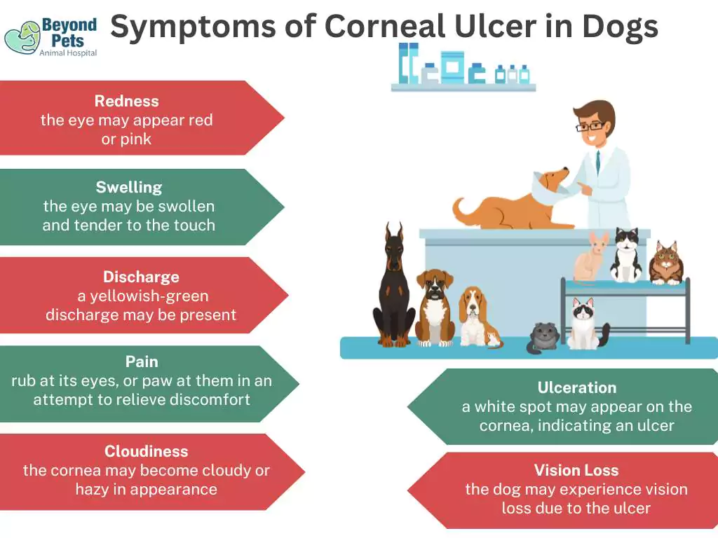 Corneal Ulcers in Dogs: Causes, Symptoms, Treatment 2 symptoms of corneal ulcer in dogs