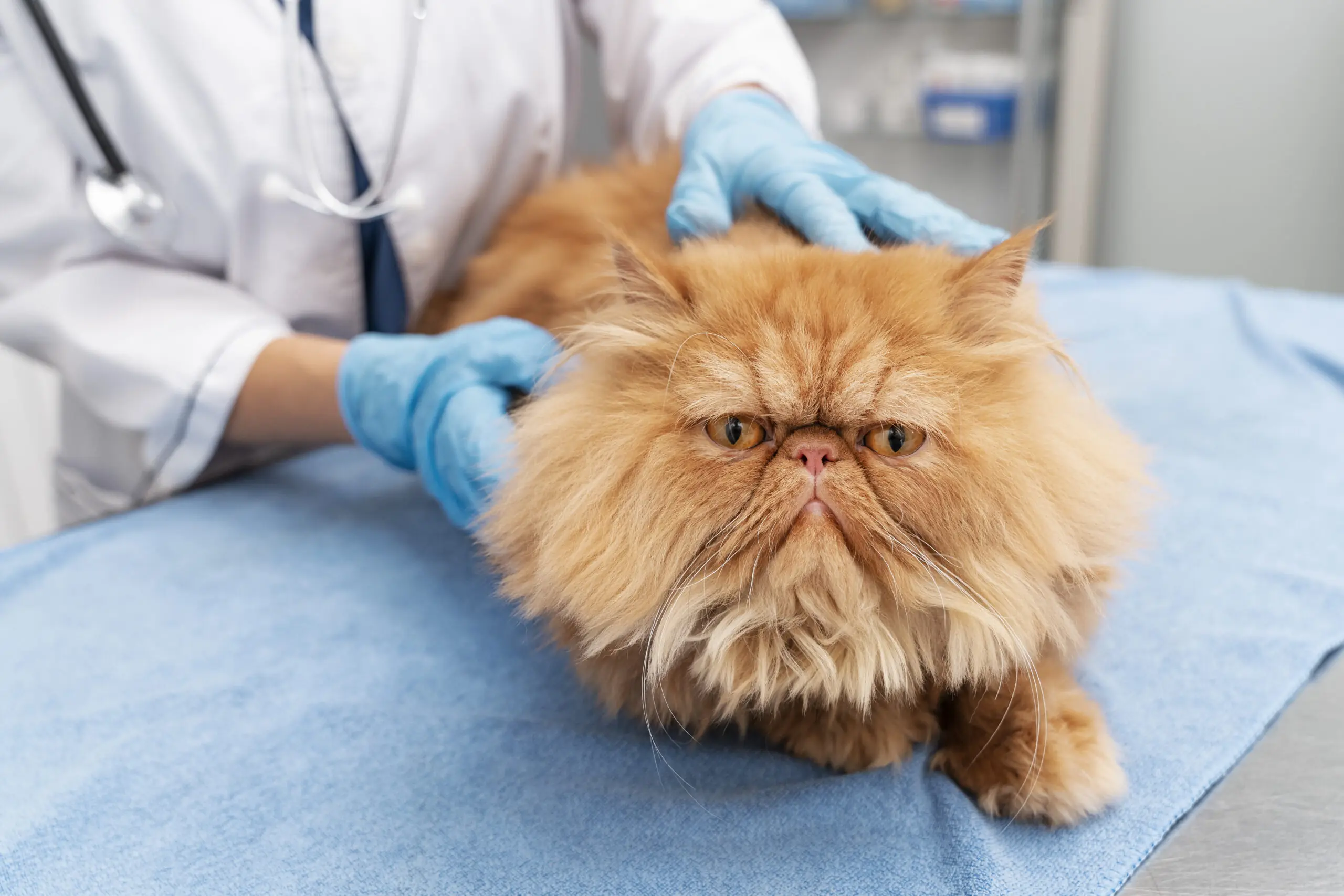 Using Fat Stem Cells To Treat Cat Kidney Disease