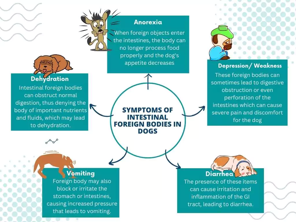 Understanding Gastrointestinal Foreign Bodies in Dogs 2 symptoms of intestinal foreign bodies in dogs