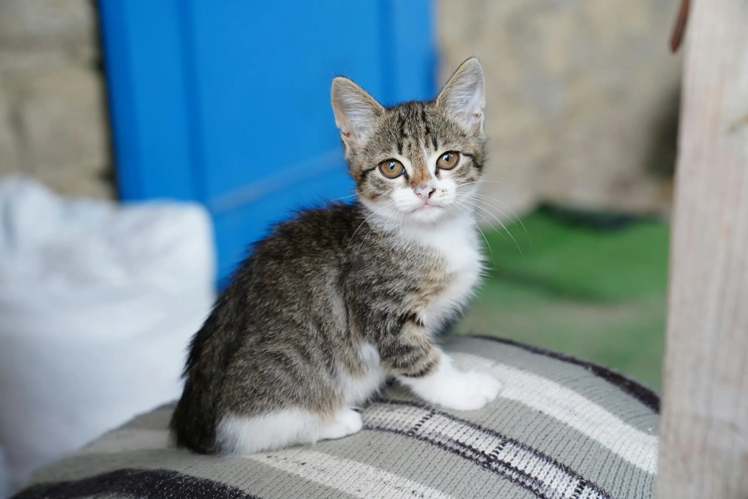 Cancer In Cats: Symptoms, Causes, And Treatment