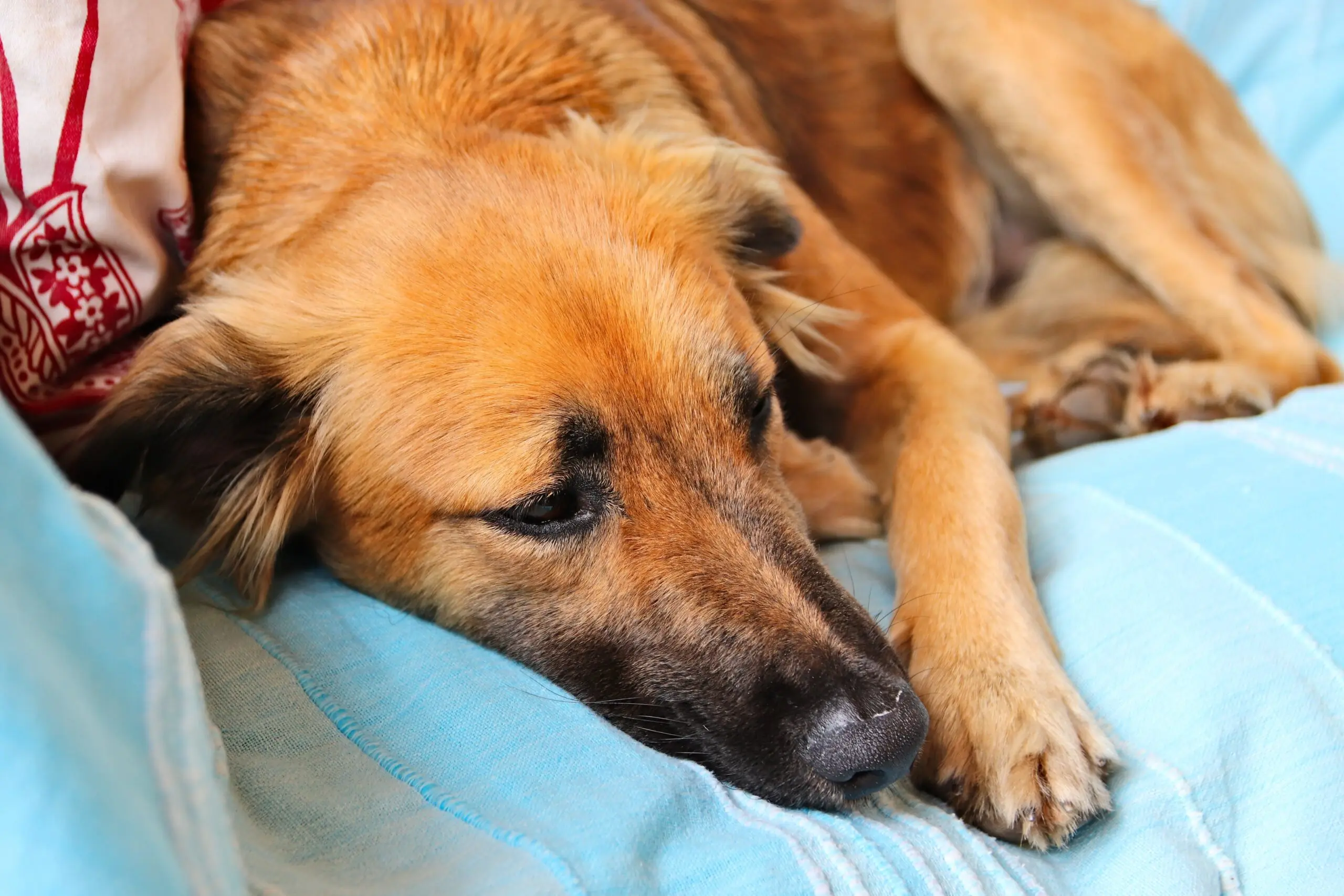 Liver Disease In Dogs: Symptoms Treatment Options