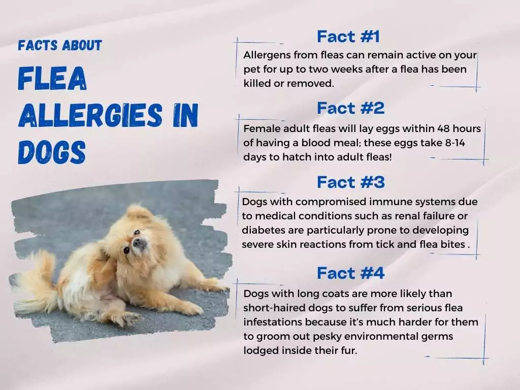 Flea Allergy in Dogs: Why Do They Happen? 1 facts about flea allergies in dogs
